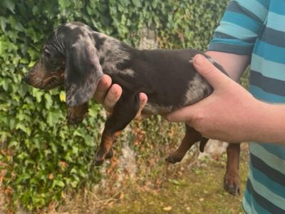 Purebred IKC Registered miniature Daschund puppies in Laois