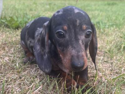 Purebred IKC Registered miniature Daschund puppies in Laois