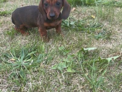Purebred IKC Registered miniature Daschund puppies in Laois