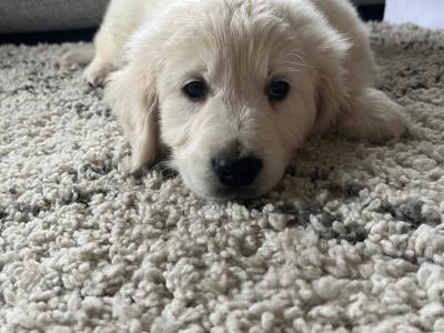 Golden Retriever puppies in Monaghan