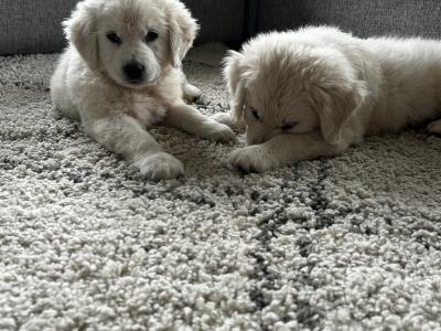 Golden Retriever puppies in Monaghan