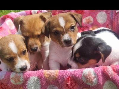 Jack Russell puppies in Roscommon