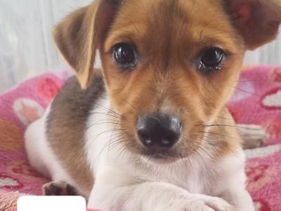 Jack Russell puppies in Roscommon