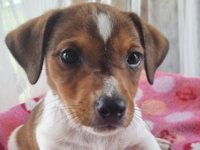 Jack Russell puppies in Roscommon