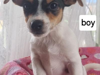 Jack Russell puppies in Roscommon