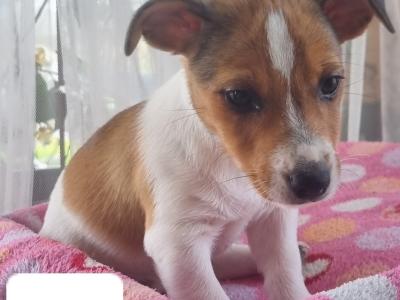 Jack Russell puppies in Roscommon