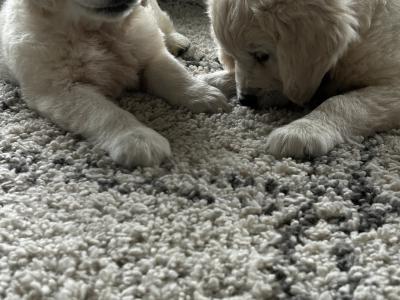 Golden Retriever puppies in Monaghan