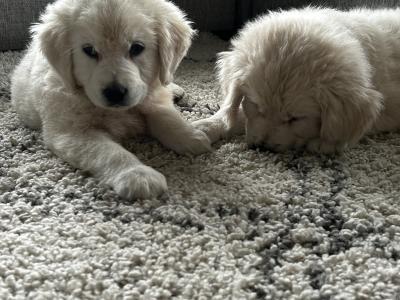 Golden Retriever puppies in Monaghan