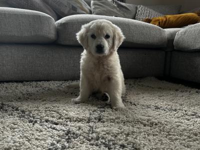 Golden Retriever puppies in Monaghan
