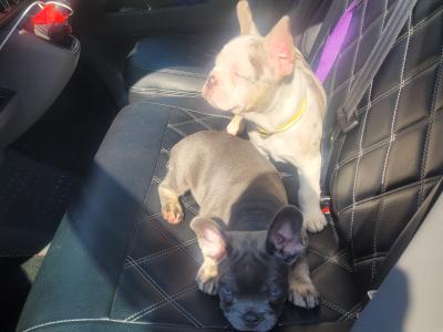 5 Stunning show Quality French Bulldog puppies in Dublin