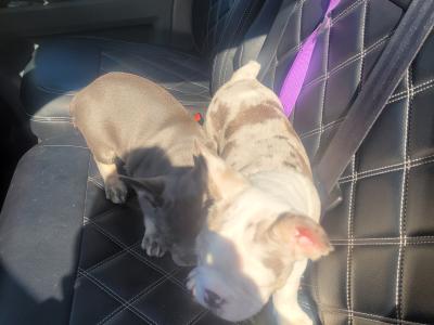 5 Stunning show Quality French Bulldog puppies in Dublin