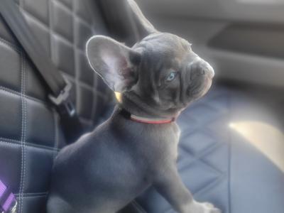 5 Stunning show Quality French Bulldog puppies in Dublin