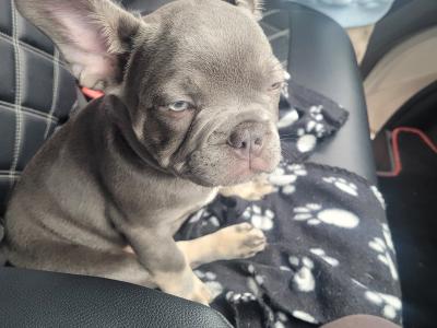 5 Stunning show Quality French Bulldog puppies in Dublin
