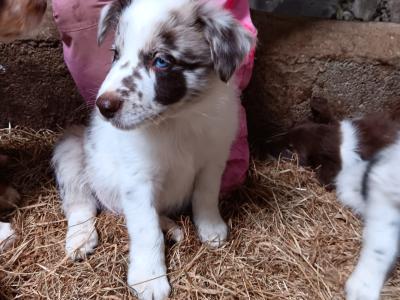 Blue Merle Border Collie x Red Border Collie puppies in Tipperary