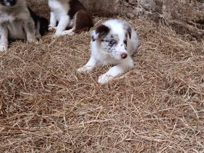 Blue Merle Border Collie x Red Border Collie puppies in Tipperary