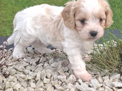 Top class Non-shed Cavachon pups in Westmeath