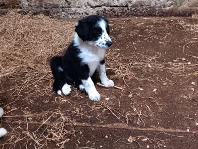 Blue Merle Border Collie x Red Border Collie puppies in Tipperary