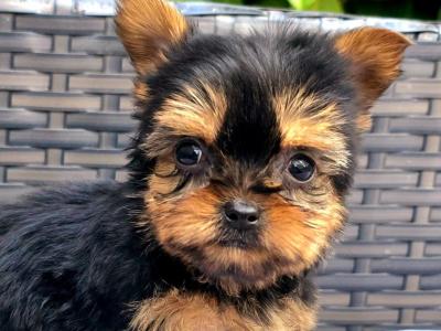 Tiny T~cup Yorkshire Terrier puppies in Limerick ✨