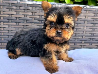 Tiny T~cup Yorkshire Terrier puppies in Limerick ✨