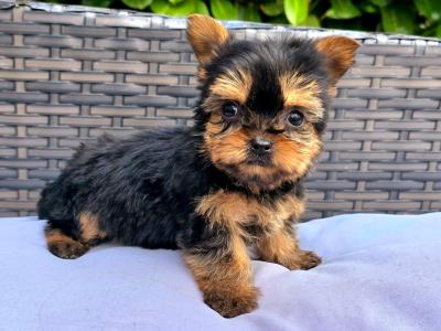 Tiny T~cup Yorkshire Terrier puppies in Limerick ✨