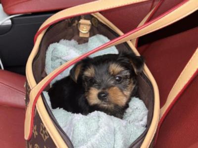 Tiny T~cup Yorkshire Terrier puppies in Limerick ✨