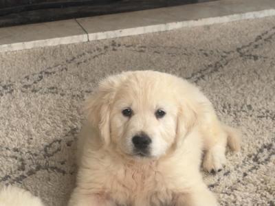 Golden Retriever puppies in Monaghan