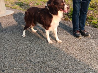 Blue Merle Border Collie x Red Border Collie puppies in Tipperary