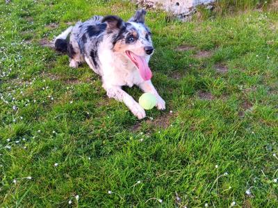 Blue Merle Border Collie x Red Border Collie puppies in Tipperary