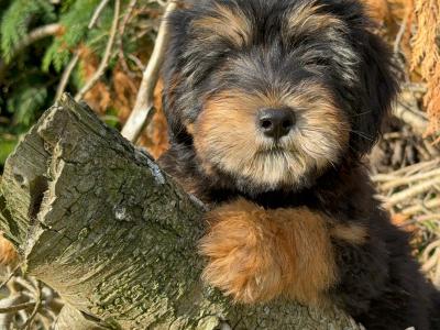 Bernedoodle puppies in Limerick
