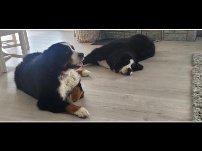Male Bernese Mountain Dog for stud in Kildare