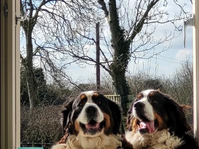 Male Bernese Mountain Dog for stud in Kildare