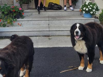 Male Bernese Mountain Dog for stud in Kildare