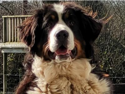 Male Bernese Mountain Dog for stud in Kildare