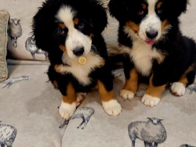 Male Bernese Mountain Dog for stud in Kildare