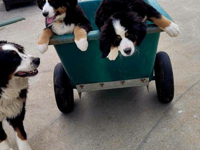 Male Bernese Mountain Dog for stud in Kildare