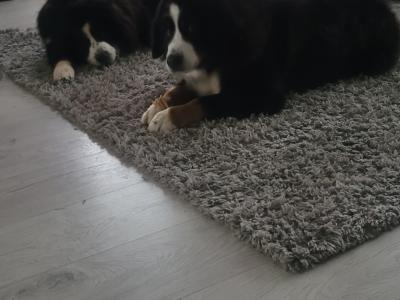 Male Bernese Mountain Dog for stud in Kildare
