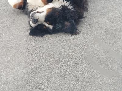 Male Bernese Mountain Dog for stud in Kildare