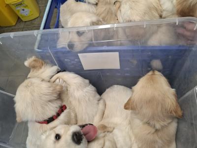 Purebred IKC Registered (pending) Golden Retriever puppies in Wexford