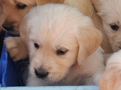 Purebred IKC Registered Golden Retriever puppies in Wexford