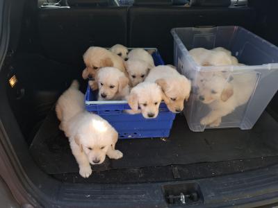 Purebred IKC Registered (pending) Golden Retriever puppies in Wexford