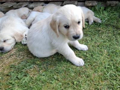 Purebred IKC Registered (pending) Golden Retriever puppies in Wexford