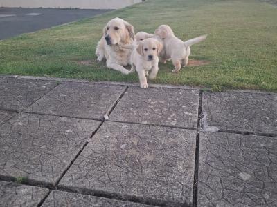 Purebred IKC Registered (pending) Golden Retriever puppies in Wexford