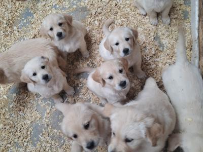 Purebred IKC Registered (pending) Golden Retriever puppies in Wexford