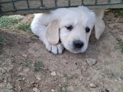 Purebred IKC Registered (pending) Golden Retriever puppies in Wexford