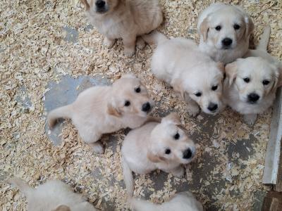 Purebred IKC Registered (pending) Golden Retriever puppies in Wexford