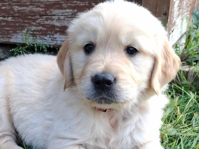 Purebred IKC Registered (pending) Golden Retriever puppies in Wexford