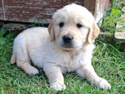 Purebred IKC Registered Golden Retriever puppies in Wexford