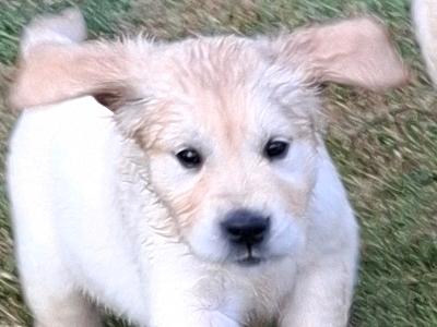 Purebred IKC Registered (pending) Golden Retriever puppies in Wexford