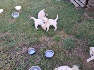 Purebred IKC Registered (pending) Golden Retriever puppies in Wexford