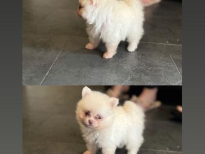 Female Tea Cup Pomeranian puppy in Galway, for good home Only